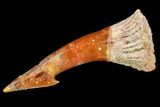 Fossil Sawfish (Onchopristis) Rostral Barb- Morocco #106391-1